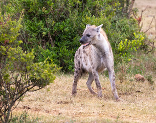 hyena moving