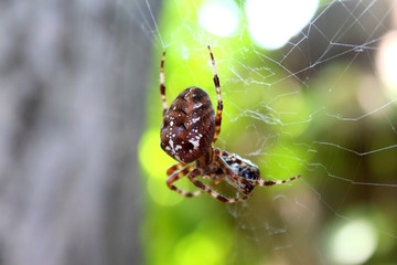 Spideron wrapping its prey in silk on the web