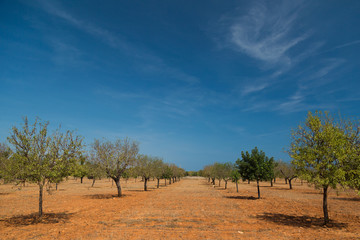 Fototapeta na wymiar Mallorca landscape at summer