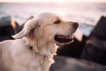 Close-up portrait of a golden retriever dog looking at the ocean and enjoying the sunset
