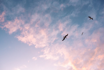 Fototapeta premium Seagulls flying in the sky with clouds at sunset