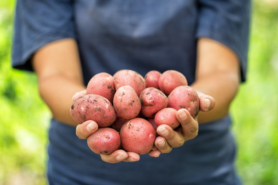 Harvest red potatoes in hands of woman farmer