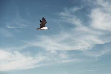 seagull flies through the blue sky with few clouds