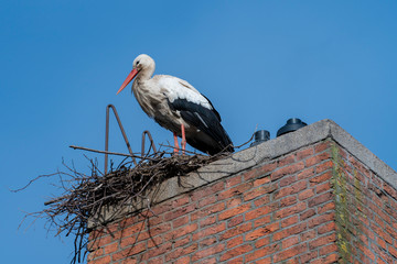 Nesting white stork in park in Spring