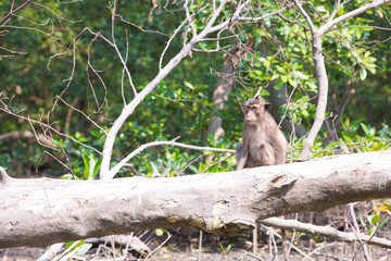 Fototapeta na wymiar Monkey at mangrove forest