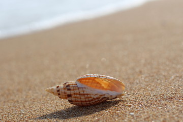 Fototapeta na wymiar The coastal wave touches a beautiful shell lying on sandy coast.