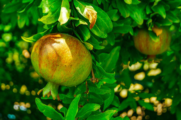 unripe pomegranate fruit on a branch