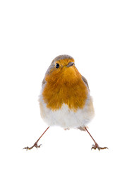 European robin (Erithacus rubecula) isolated