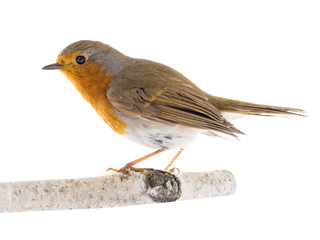 European robin (Erithacus rubecula) on a branch isolated on a white