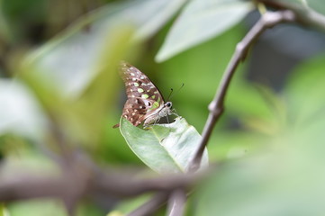 butterfly on leaf