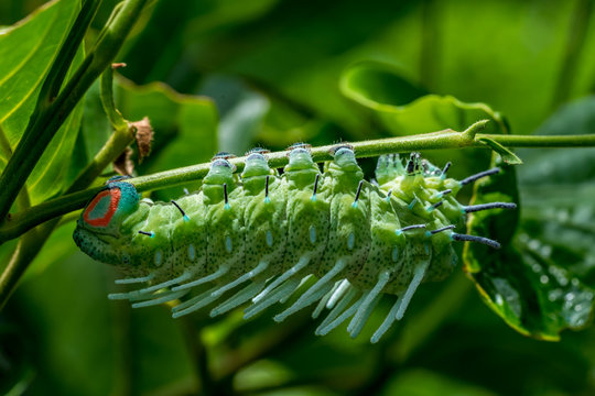 Green Caterpillar Eating Leaf Plant