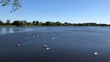 Pond in Nyasvizh, Belarus in summer