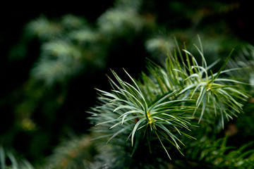 Cunninghamia lanceolata - Spießtanne