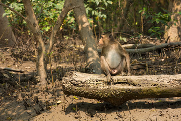 Monkey at mangrove forest