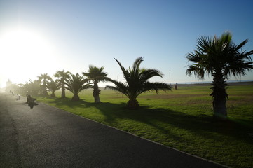 Palm trees in Cape Town Sea Point