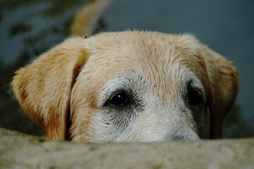 Yellow Labrador retriever waiting for the order and watching to commander with strive. selective focus.
