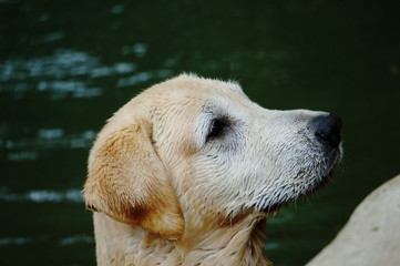 Yellow Labrador retriever waiting for the order and watching to commander with strive. selective focus.
