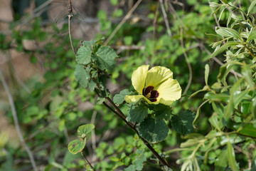 Gombo, Abelmoschus esculentus