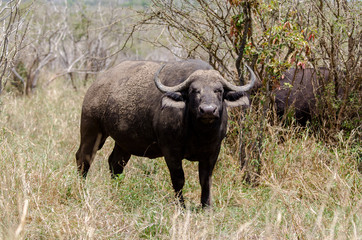 Buffle d'Afrique, Syncerus caffer, Parc national Kruger, Afrique du Sud