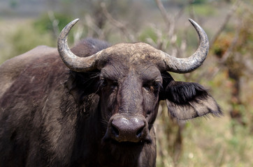 Buffle d'Afrique, Syncerus caffer, Parc national Kruger, Afrique du Sud