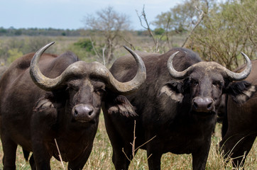 Buffle d'Afrique, Syncerus caffer, Parc national Kruger, Afrique du Sud