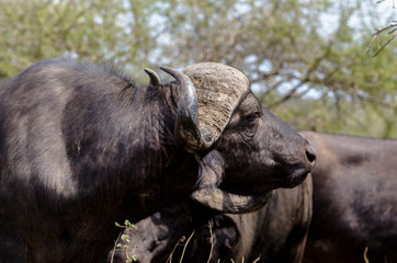 Buffle d'Afrique, Syncerus caffer, Parc national Kruger, Afrique du Sud