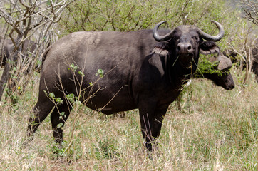 Naklejka na ściany i meble Buffle d'Afrique, Syncerus caffer, Parc national Kruger, Afrique du Sud