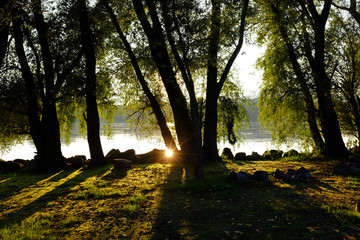 Beautiful grove at Danube river shore with sunbeam reflection
