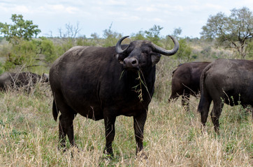 Buffle d'Afrique, Syncerus caffer, Parc national Kruger, Afrique du Sud