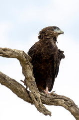 Bateleur des savanes, aigle bateleur, Terathopius ecaudatus, Bateleur