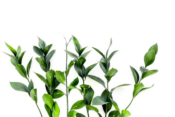 Different tropical green leaves on white background