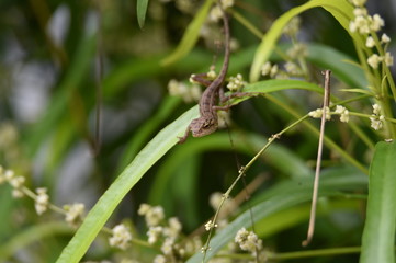 praying mantis on leaf