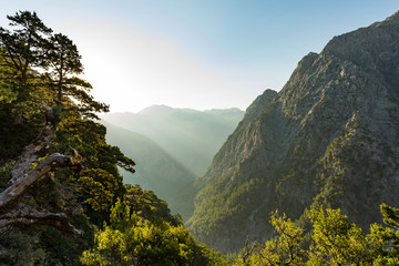 Forêt de gorges de Samaria dans les montagnes pins sapins fond de paysage vert
