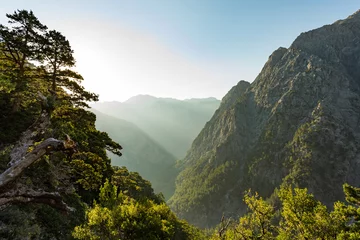 Fotobehang Samaria gorge forest in mountains pine fir trees green landscape background © bzzup