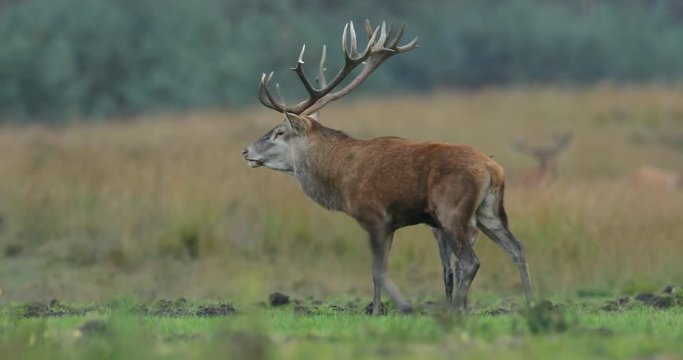 Moorland, autumn animal behaviour. Red deer, rutting season, Hoge Veluwe, Netherlands. Deer stag, bellow majestic powerful animal outside wood, big animal in forest habitat. Wildlife scene, nature. 