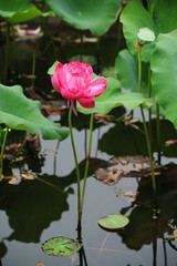 lotus in the pond