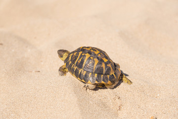 Turtle on the sand 