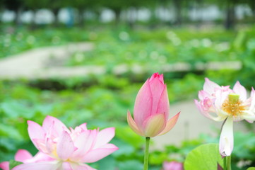 Obraz premium lotus in the pond