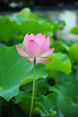 Obraz premium lotus in the pond