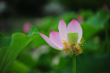 Fototapeta premium lotus in the pond