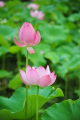 Obraz premium lotus in the pond