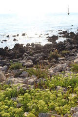 Mare in primavera 