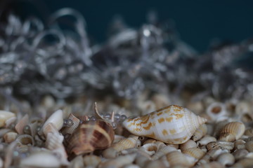Fototapeta na wymiar Seashells, stones on the shore with lights