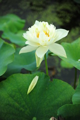 lotus in the pond