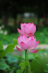 Fototapeta premium lotus in the pond