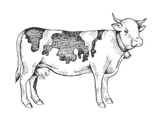 Cow rural farm animal engraving vector illustration. Scratch board style imitation. Black and white hand drawn image.