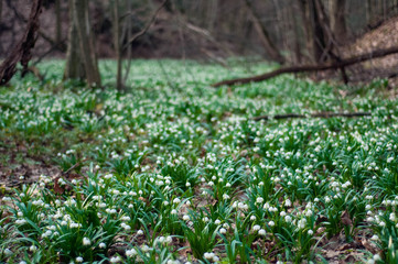 White fresh snowdrops bloom in the forest in spring. Tender spring flowers snowdrops harbingers of warming symbolize the arrival of spring. Scenic view of the spring forest with blooming flowers.