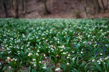 White fresh snowdrops bloom in the forest in spring. Tender spring flowers snowdrops harbingers of warming symbolize the arrival of spring. Scenic view of the spring forest with blooming flowers.