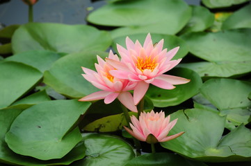 lotus in the pond