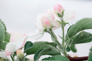 apple flowers on a branch in the spring blooming garden